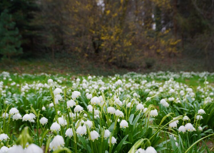 Snowdrops in a field at the Alexandru Borza Botanical Garden, with trees in the background.