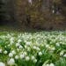 Snowdrops in a field at the Alexandru Borza Botanical Garden, with trees in the background.